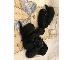 6 males left Bernedoodle puppies
