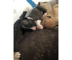 Adorable Bull Terrier puppies as pets only - 7