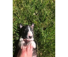Adorable Bull Terrier puppies as pets only - 9