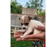 Chihuahua puppies 2 boys & 2 girls - 3