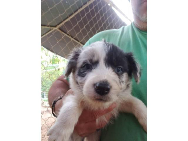 7 weeks old border collie puppies for rehoming in