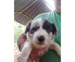 7 weeks old border collie puppies for rehoming - 1