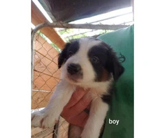 7 weeks old border collie puppies for rehoming - 4