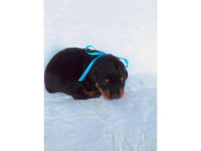 Rehoming 5 cute Rottweiler pups
