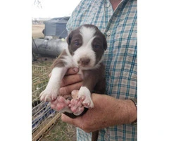 Purebred border collie puppies looking for good home - 2