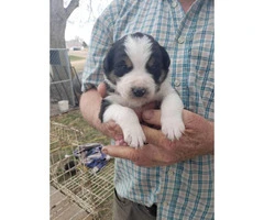 Purebred border collie puppies looking for good home - 3