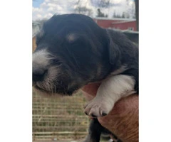 Purebred border collie puppies looking for good home - 5