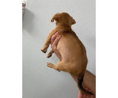 9 week old male Chiweenie puppy - 3