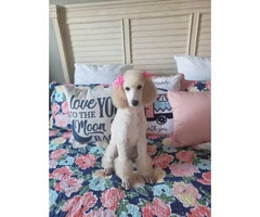 White Standard Poodle puppy