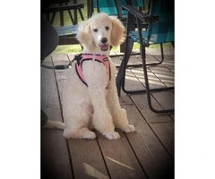 White Standard Poodle puppy - 3