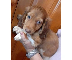 10 weeks old Full-blooded Dachshund Puppy - 1