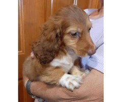10 weeks old Full-blooded Dachshund Puppy - 2