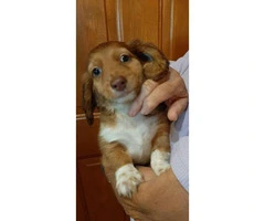 10 weeks old Full-blooded Dachshund Puppy - 4