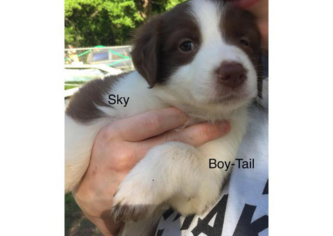Australian Shepherd Puppies