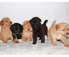 Beautiful Boys and Girls Cavapoo puppies available... - 2