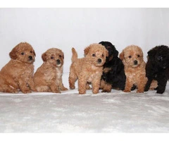 Beautiful Boys and Girls Cavapoo puppies available... - 3