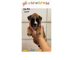 Purebred Boxer Puppies for sale - 3