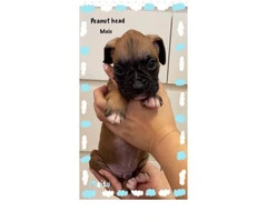Purebred Boxer Puppies for sale - 6