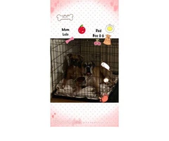 Purebred Boxer Puppies for sale - 10