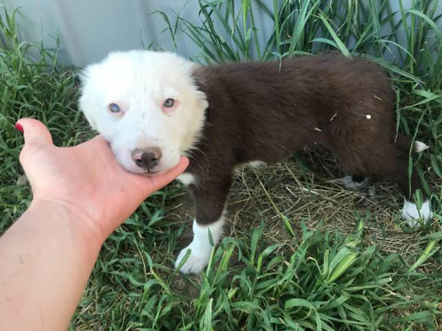 Purebred Red And White Border Collie Puppy In Boise Idaho Puppies For Sale Near Me