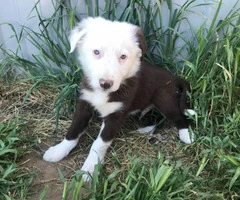 Purebred red and white Border Collie puppy - 2