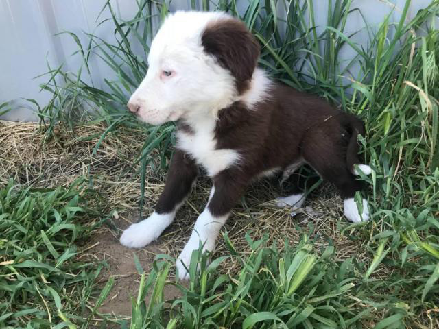 Purebred red and white Border Collie puppy in Boise, Idaho ...