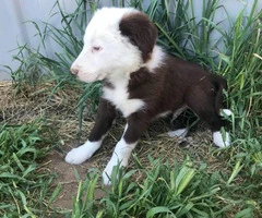 Purebred red and white Border Collie puppy - 3