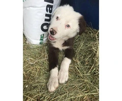 Purebred red and white Border Collie puppy - 4