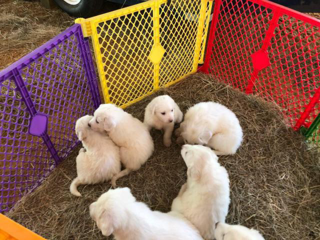 7 weeks old Healthy Great Pyrenees puppies in Pontotoc, Mississippi