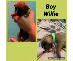 3 males and 3 females Boxer puppies available