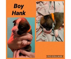 3 males and 3 females Boxer puppies available - 2