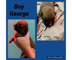 3 males and 3 females Boxer puppies available - 3