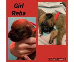3 males and 3 females Boxer puppies available - 4