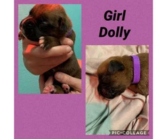 3 males and 3 females Boxer puppies available - 5