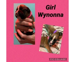 3 males and 3 females Boxer puppies available - 6