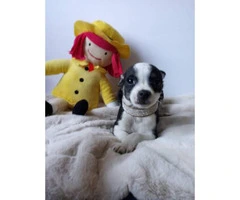 Potty trained Chihuahua puppy looking for new home - 2