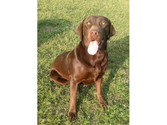 Chocolate Lab puppies for adoption in , Tennessee ...