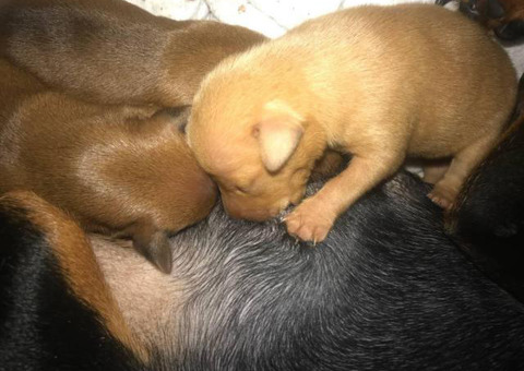 Beautiful Miniature Pinscher