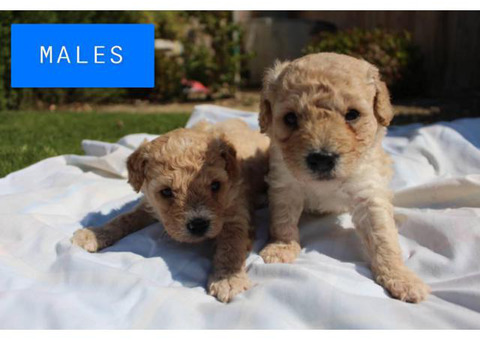 2 Females 2 Males poodle Puppies