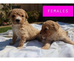 2 Females 2 Males poodle Puppies - 2