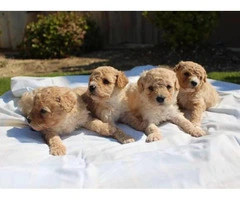 2 Females 2 Males poodle Puppies - 4