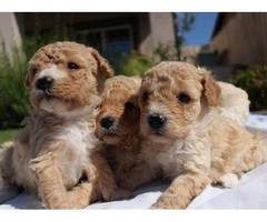 2 Females 2 Males poodle Puppies - 5