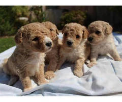2 Females 2 Males poodle Puppies - 6