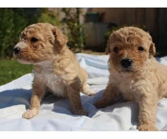 2 Females 2 Males poodle Puppies - 8