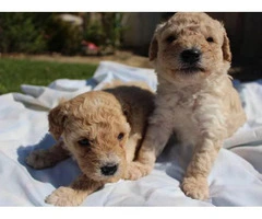 2 Females 2 Males poodle Puppies - 10