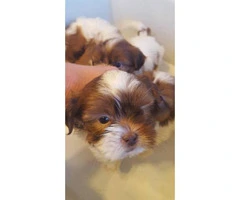 2 females and 1 male Shih tzu puppies