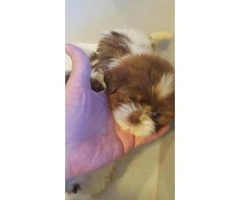 2 females and 1 male Shih tzu puppies - 2