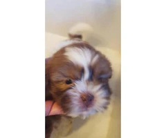 2 females and 1 male Shih tzu puppies - 3