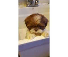 2 females and 1 male Shih tzu puppies - 4