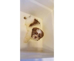 2 females and 1 male Shih tzu puppies - 5